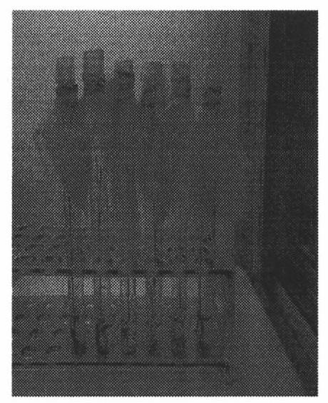 Method for laodelphax striatellus to obtain rice black-streaked dwarf virus (RBSDV) from refrigerated diseased leaves