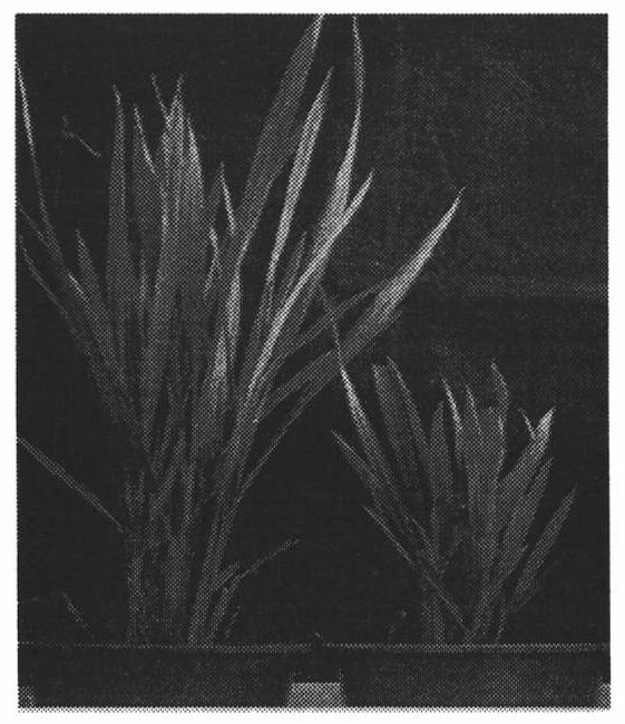 Method for laodelphax striatellus to obtain rice black-streaked dwarf virus (RBSDV) from refrigerated diseased leaves