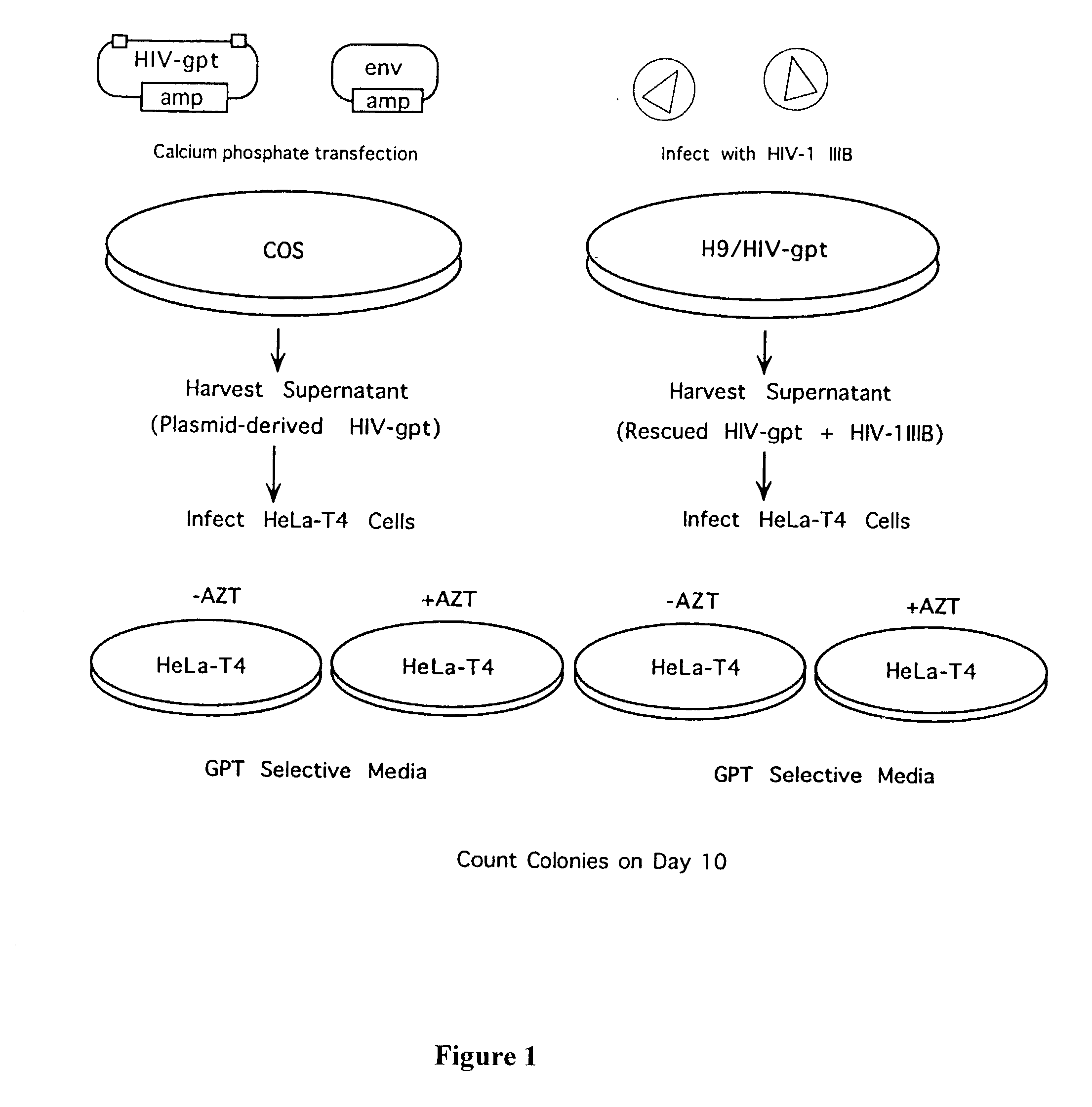 Drug combination for the treatment of viral diseases