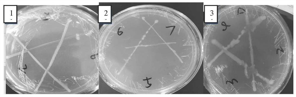 A kind of compound mycorrhizal biological fertilizer and its preparation method and application