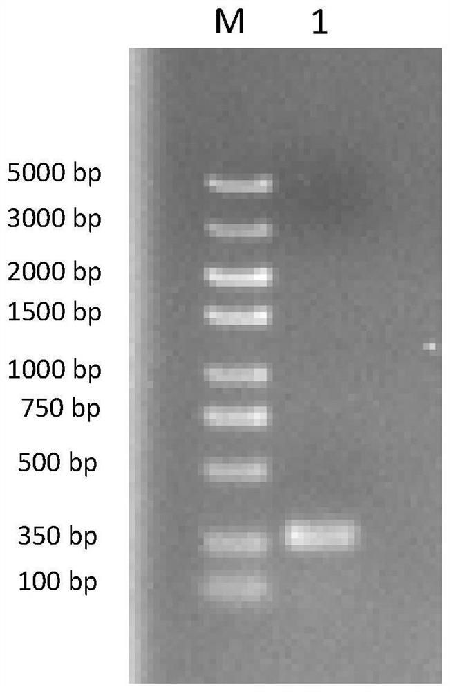 Method for increasing leaf number and biomass of tobacco by utilizing tobacco cytochrome C gene NtCYP94B3s