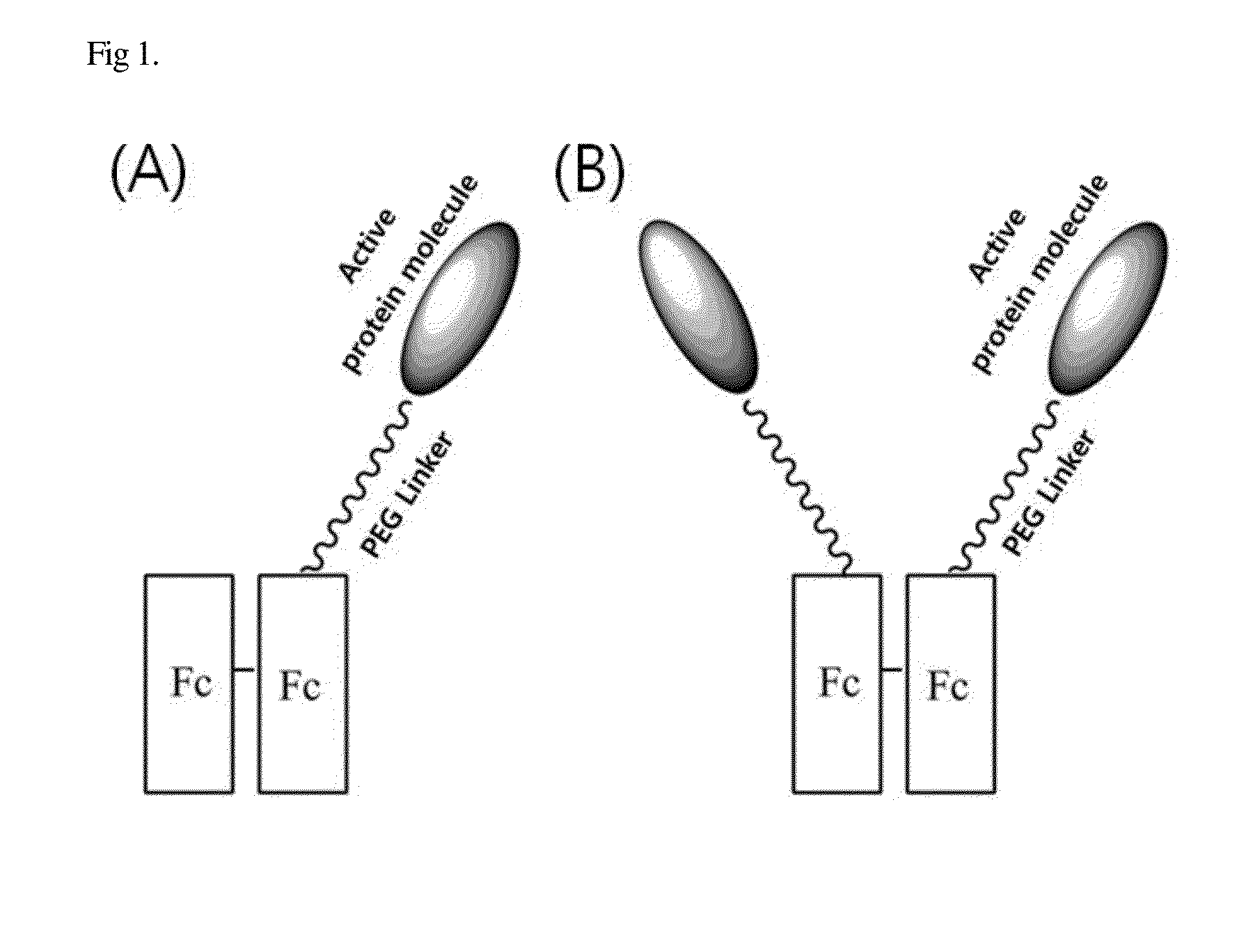 Conjugate of biologically active polypeptide monomer and immunoglobulin fc fragment with reduced receptor-mediated clearance, and the method for preparing the same