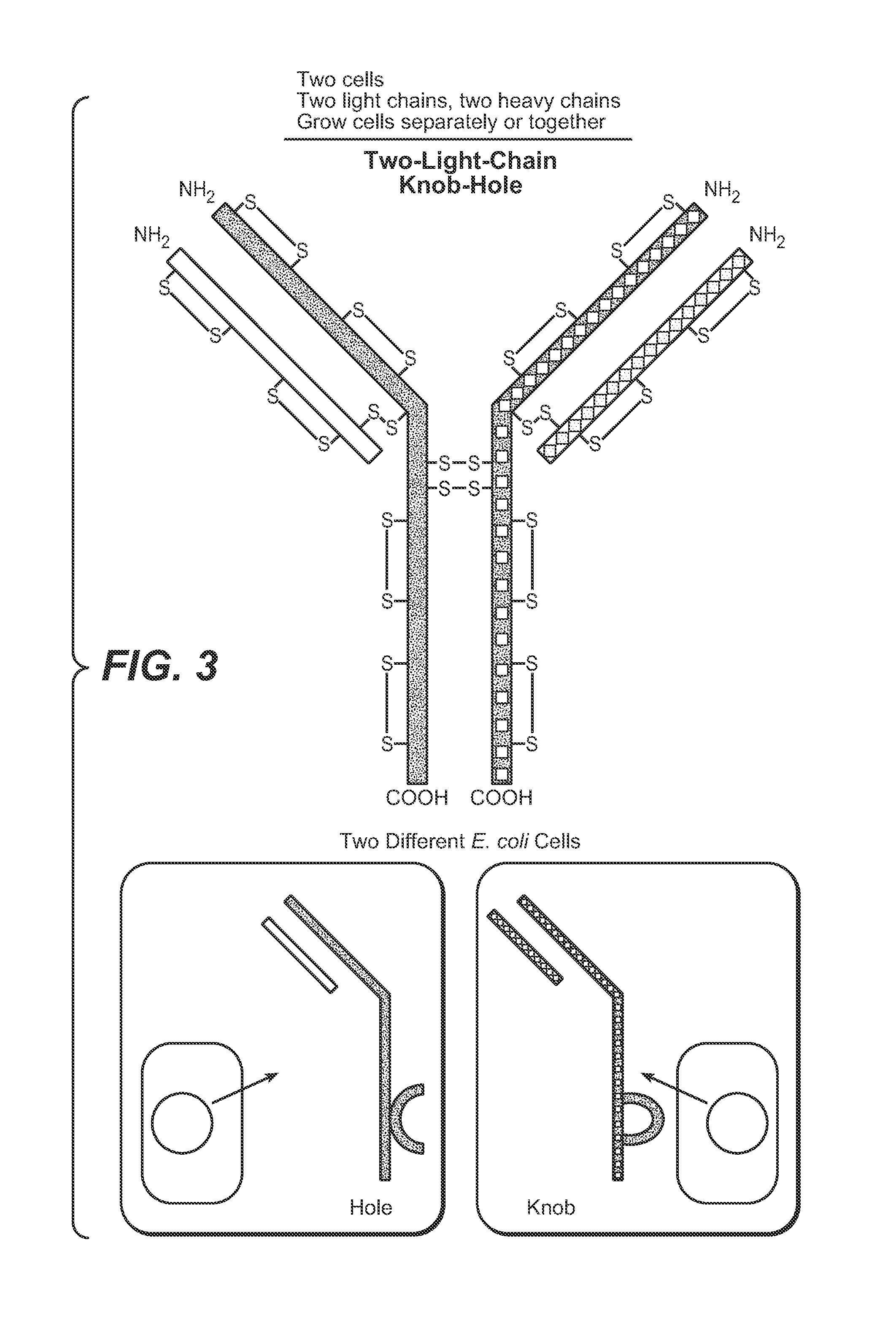 Fc VARIANTS AND METHODS FOR THEIR PRODUCTION