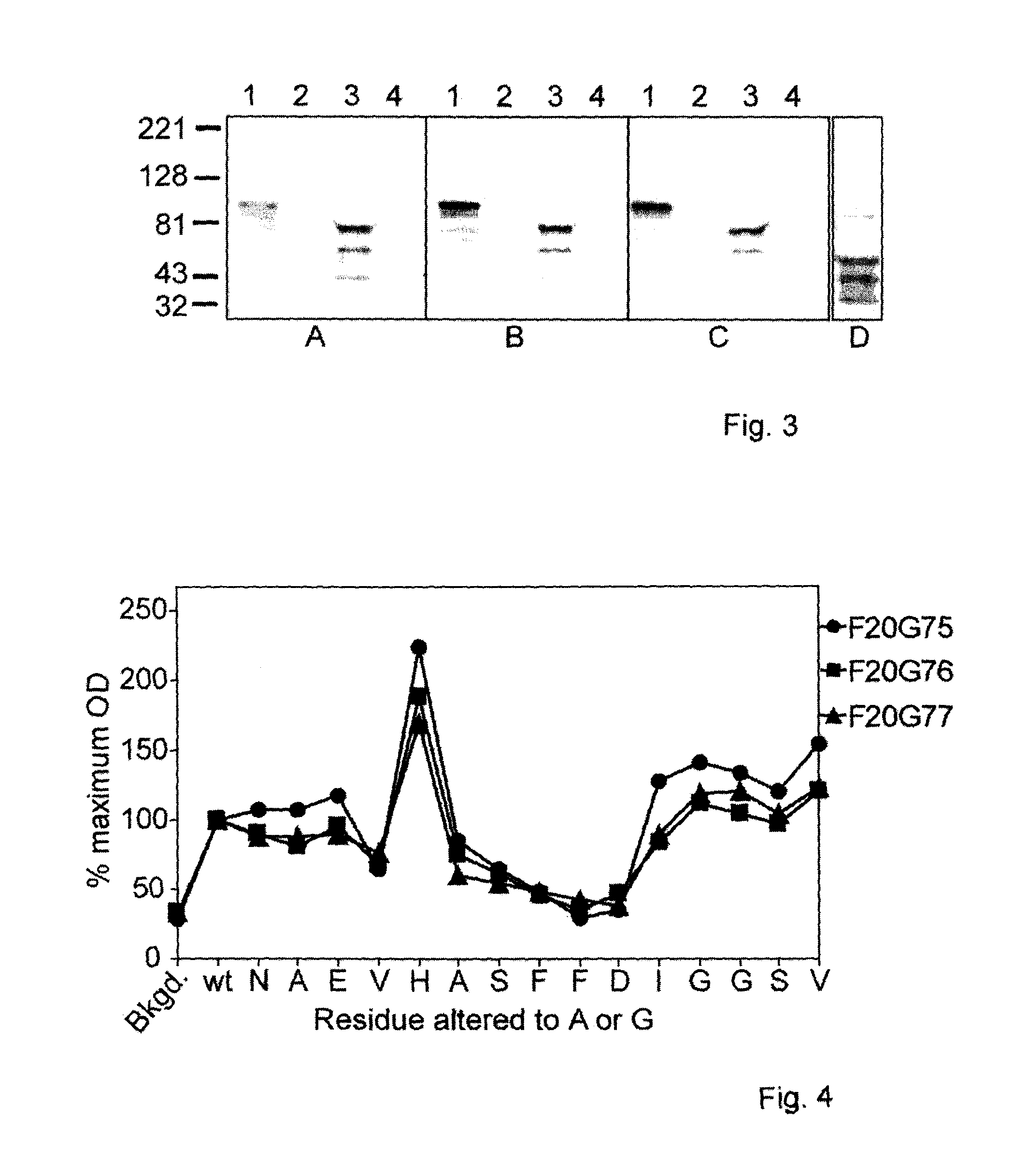 Monoclonal antibodies to anthrax protective antigen