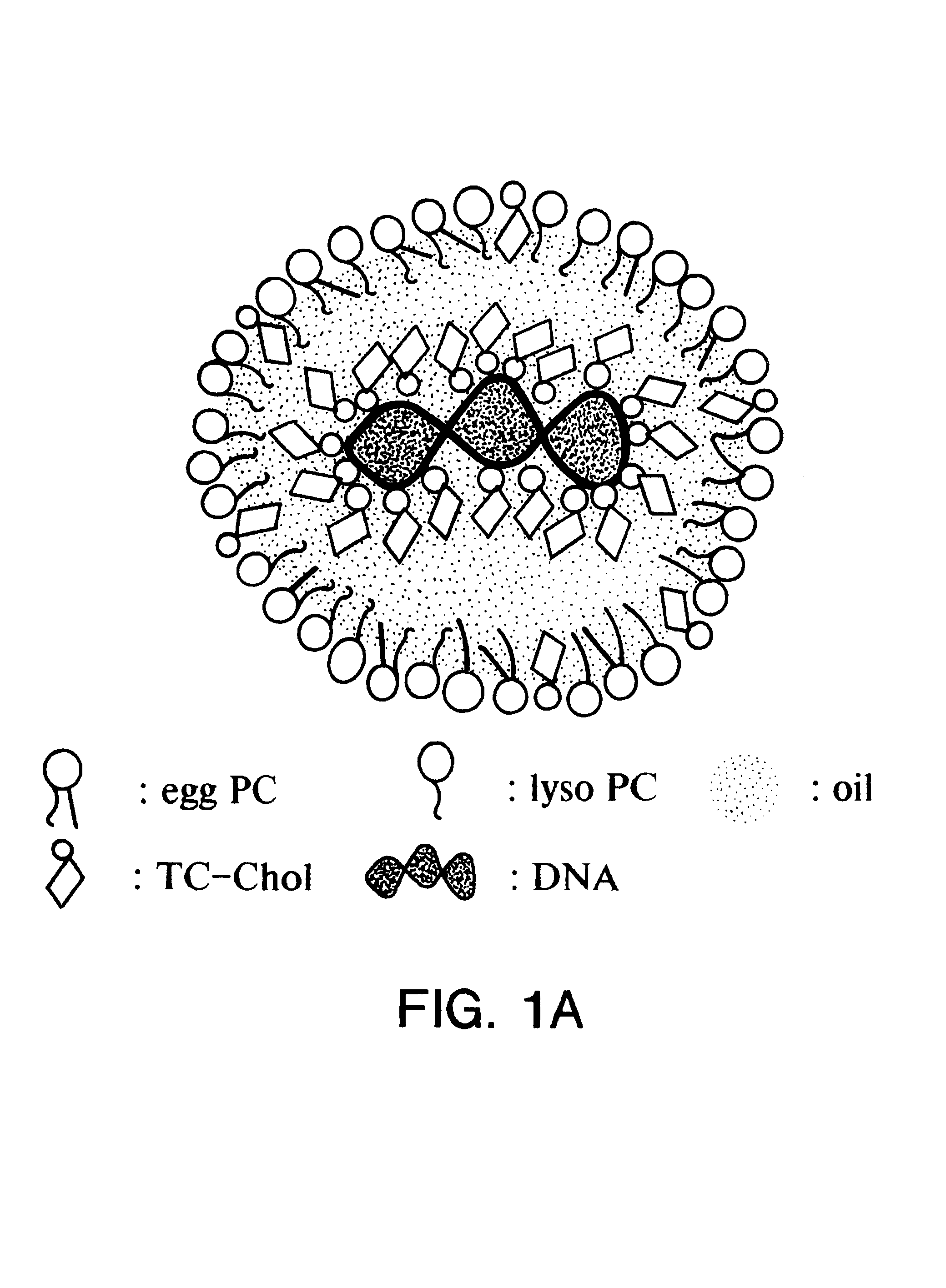 Emulsion formulations for hydrophilic active agents