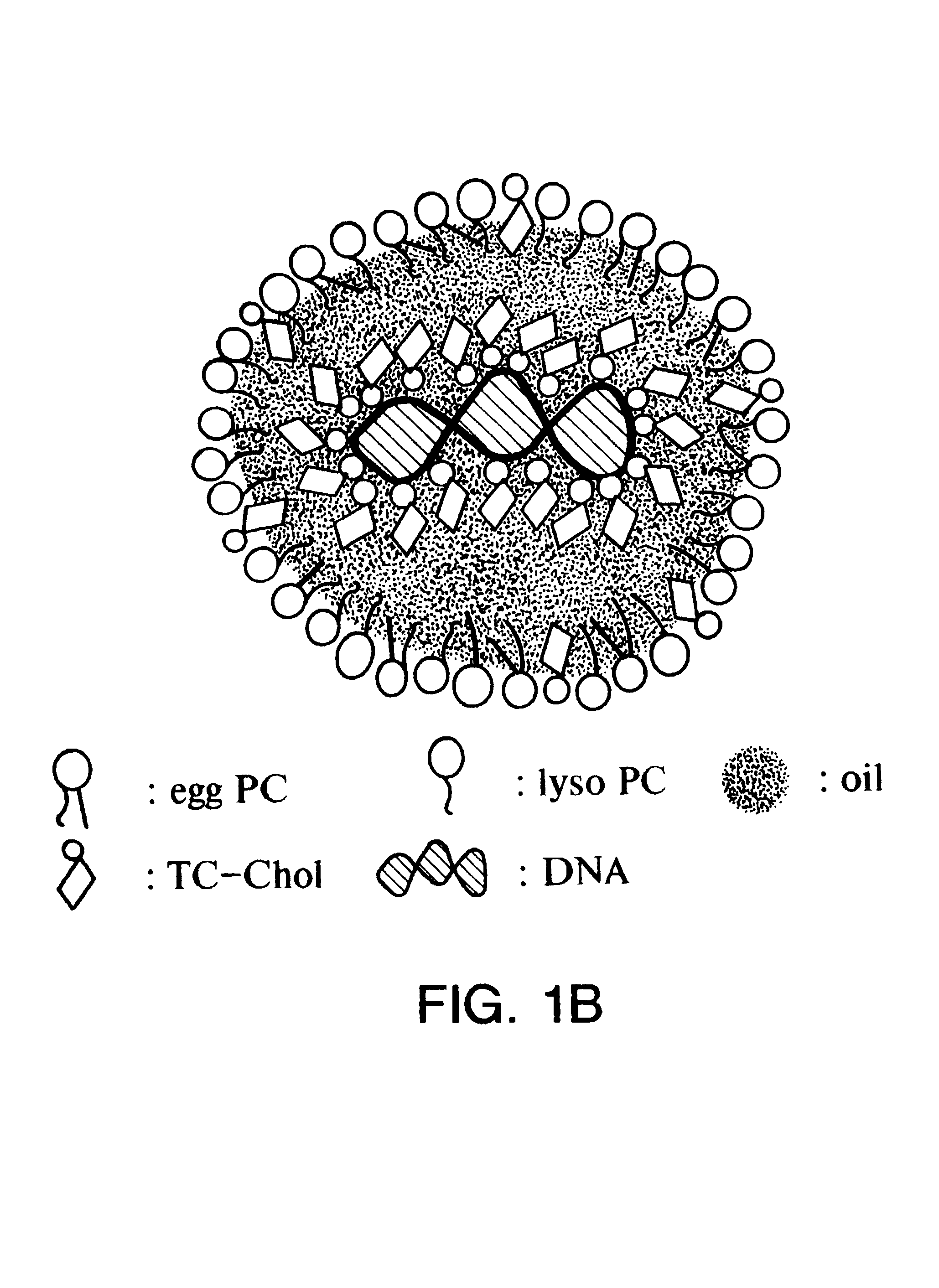 Emulsion formulations for hydrophilic active agents