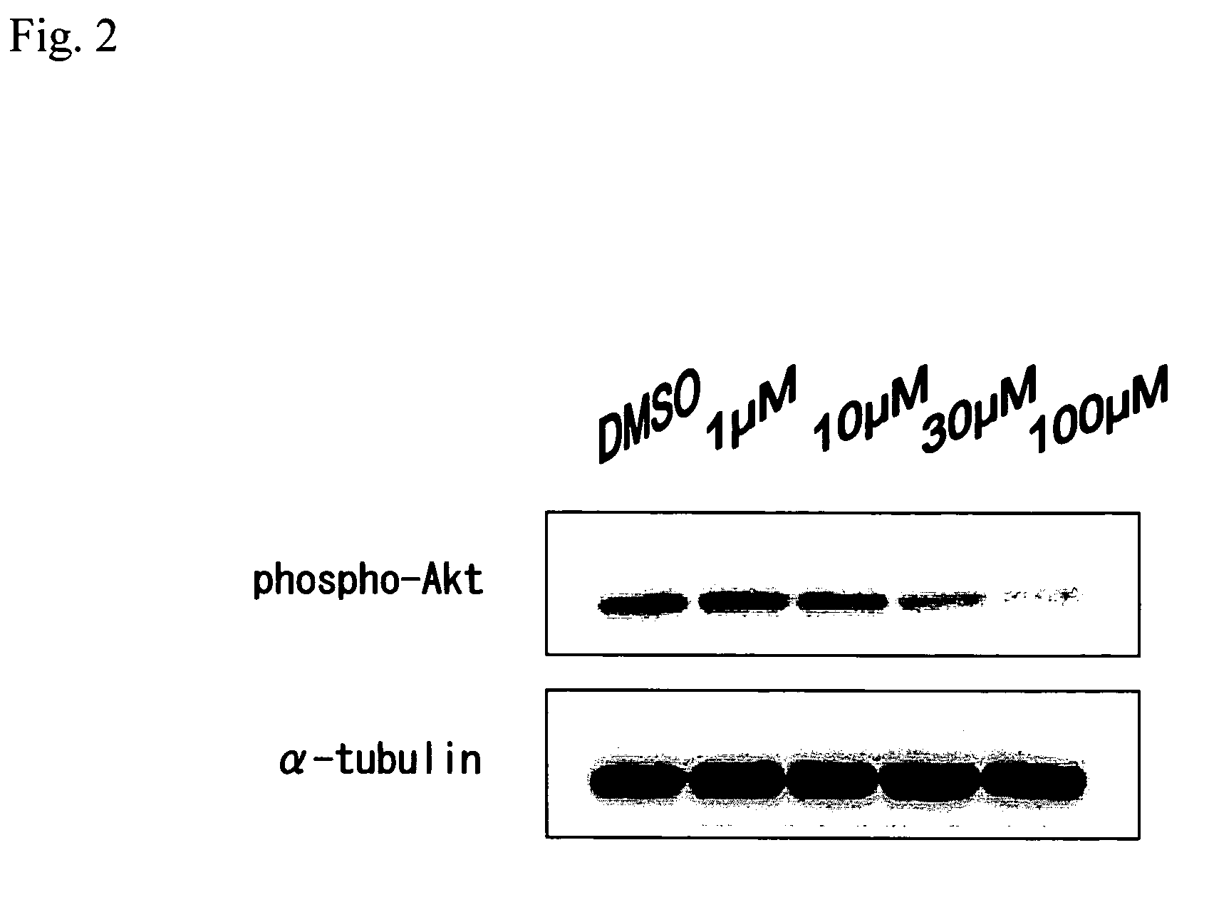 Apoptosis inducer and method of screening for a substance inhibiting acylated homoserine lactone