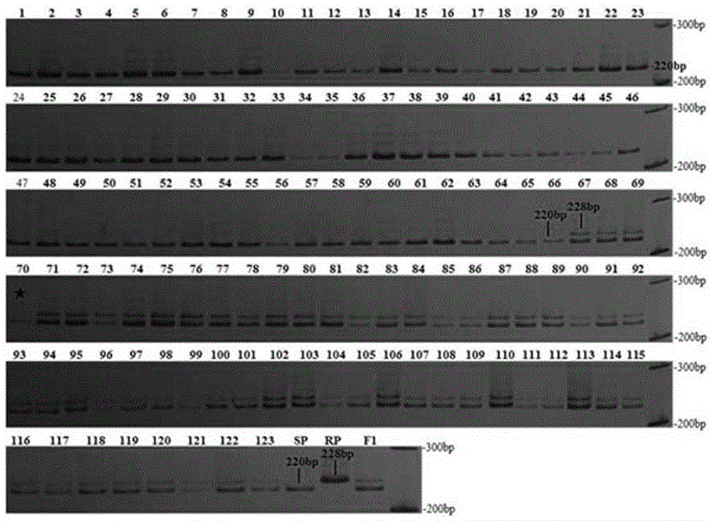 Co-dominant SSR markers closely linked to tobacco TMV resistant gene N and application of co-dominant SSR markers