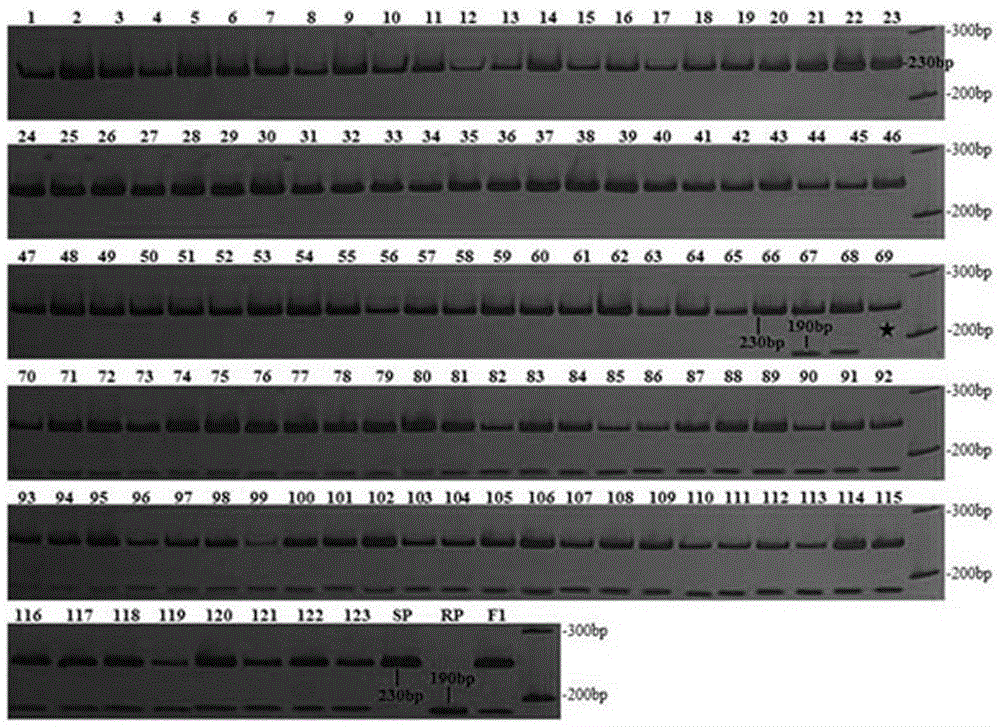 Co-dominant SSR markers closely linked to tobacco TMV resistant gene N and application of co-dominant SSR markers