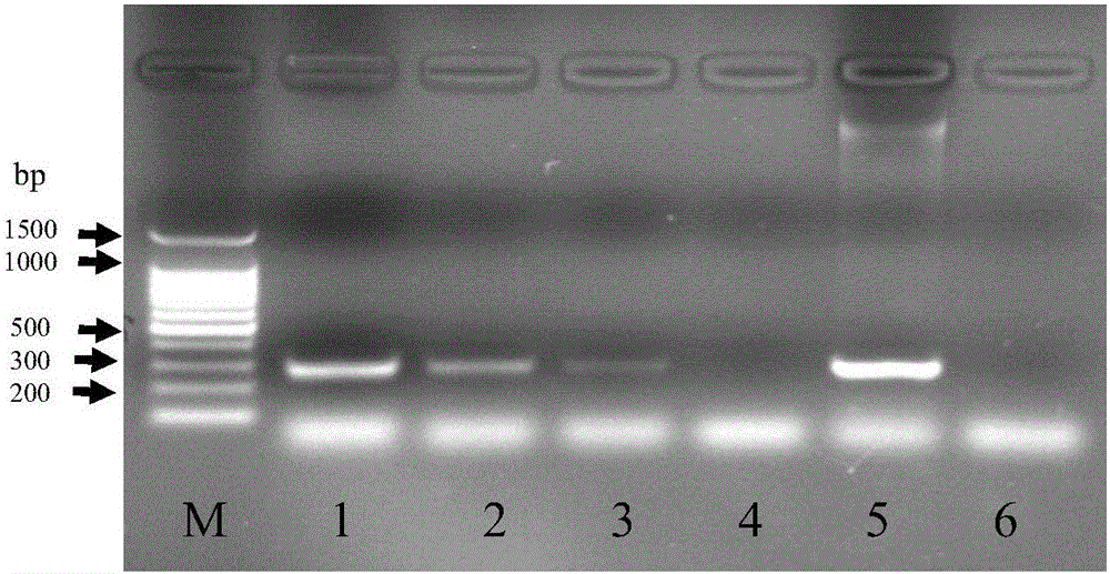 Method for rapidly detecting salmonellae