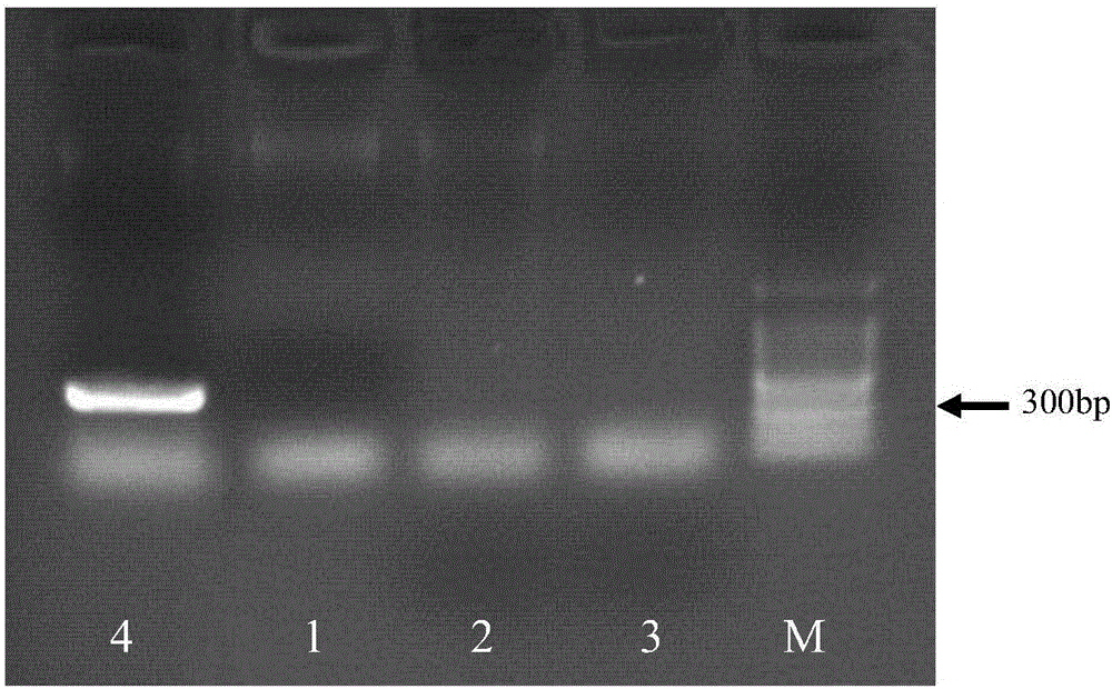 Method for rapidly detecting salmonellae