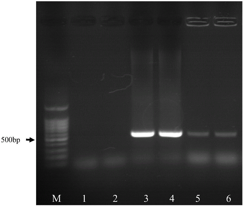 Method for rapidly detecting salmonellae