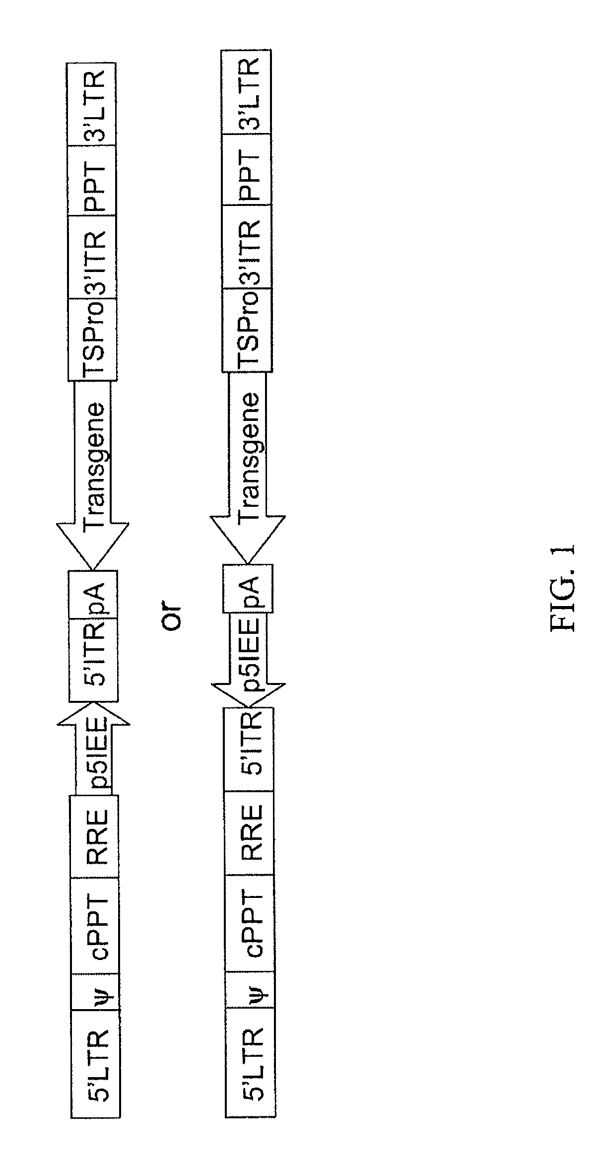 Non-integrating lenti/adeno-associated virus hybrid vector system