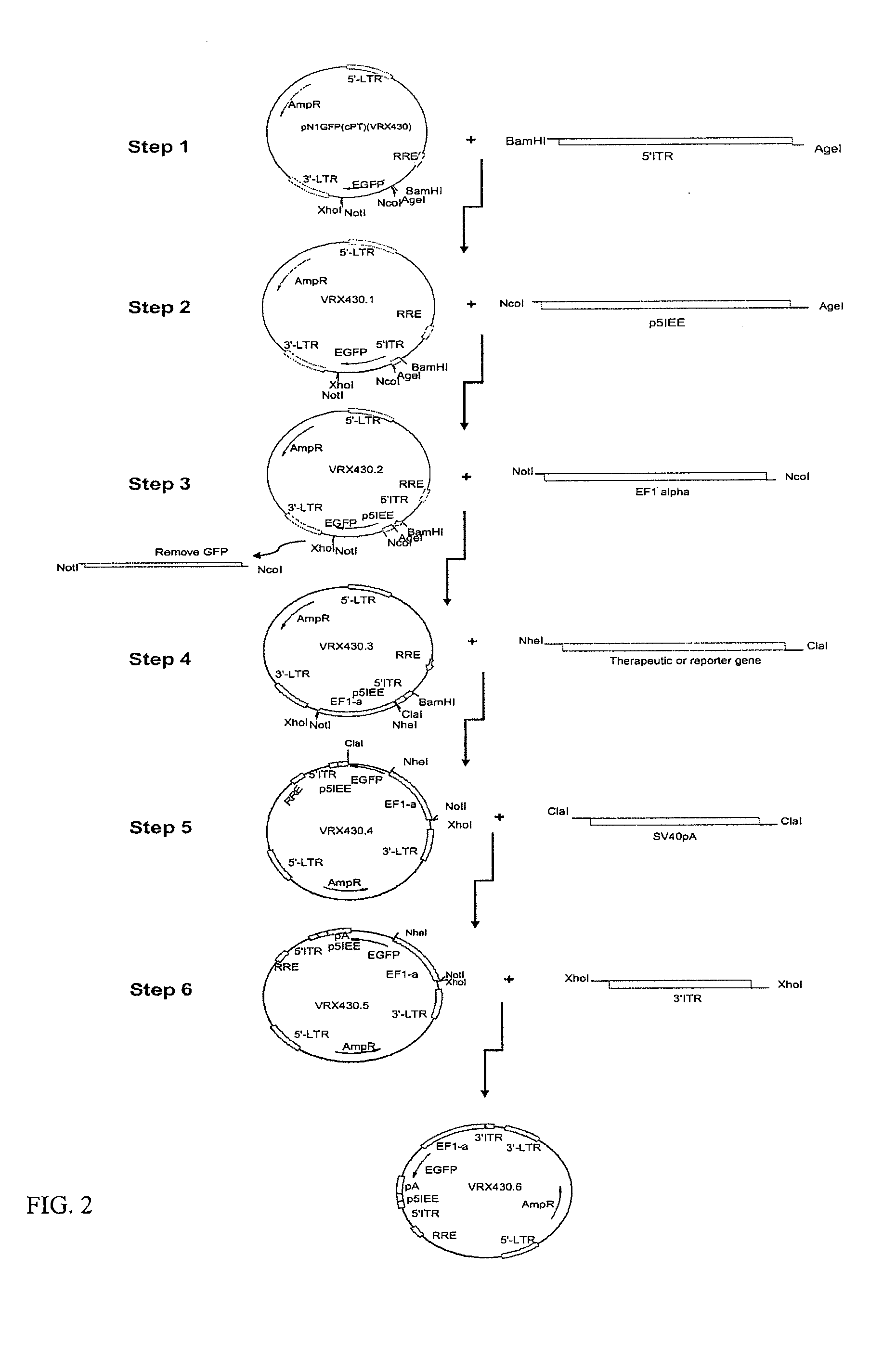 Non-integrating lenti/adeno-associated virus hybrid vector system