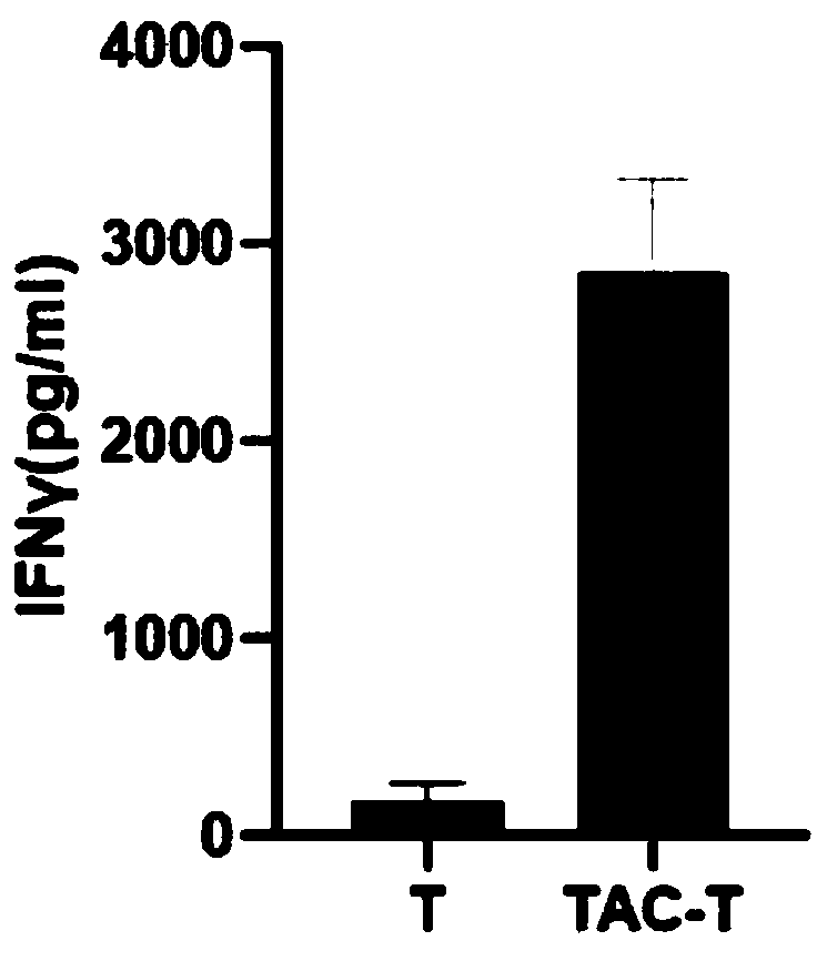 T cell antigen coupler targeting CD19, expression vector and application thereof