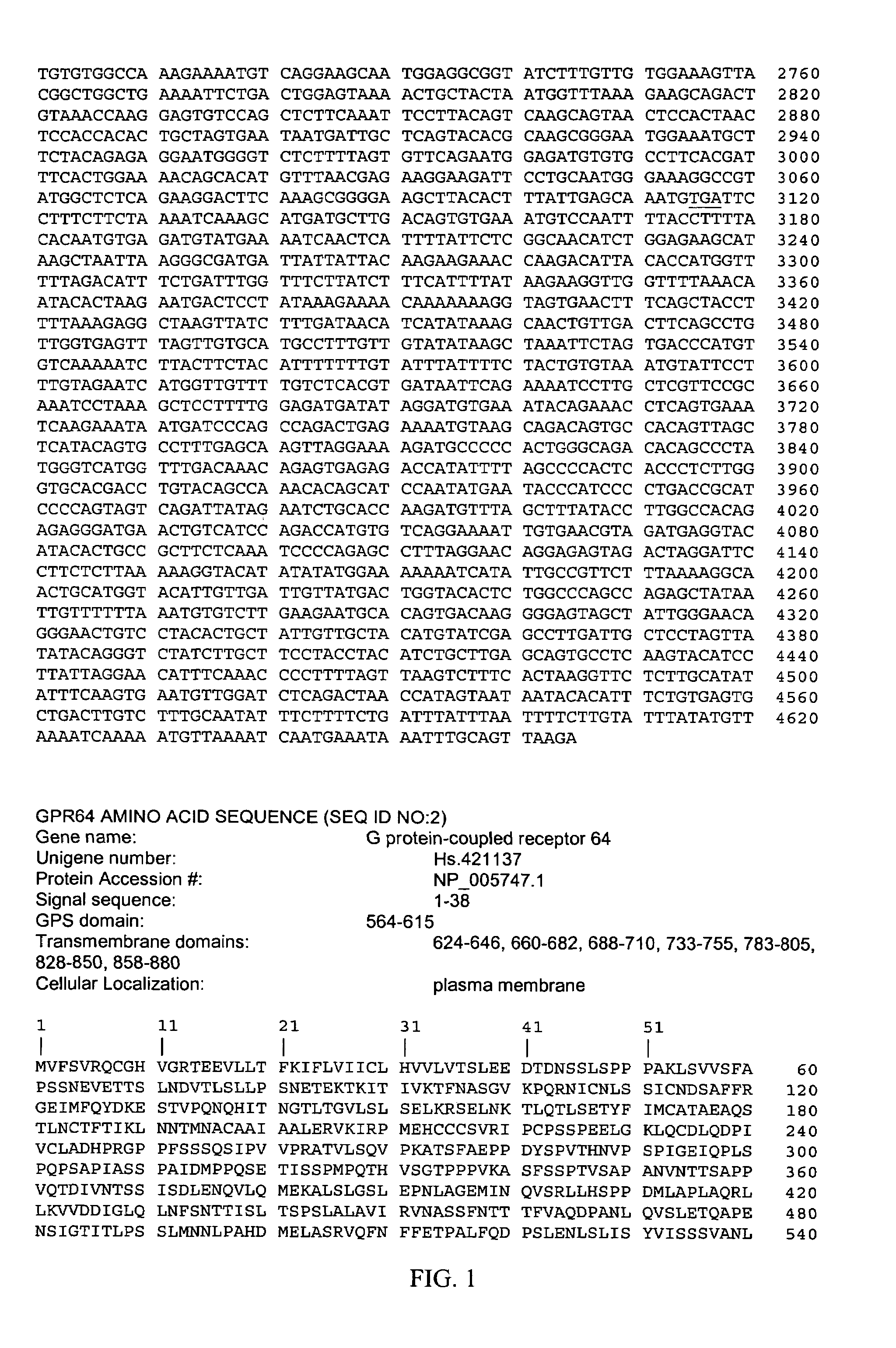 Antibodies against GPR64 and uses thereof