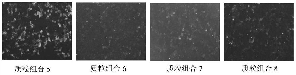 Cell slide for detecting acetylcholine receptor autoantibody in human body fluid as well as preparation method and application of cell slide