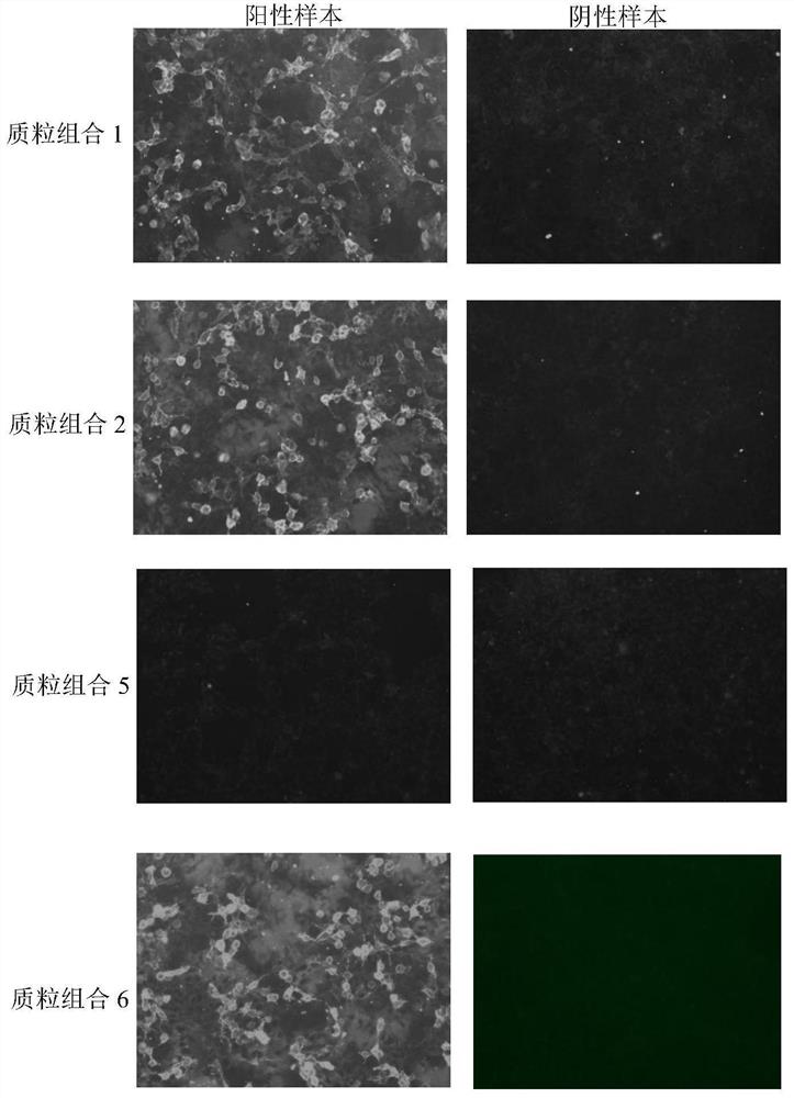 Cell slide for detecting acetylcholine receptor autoantibody in human body fluid as well as preparation method and application of cell slide