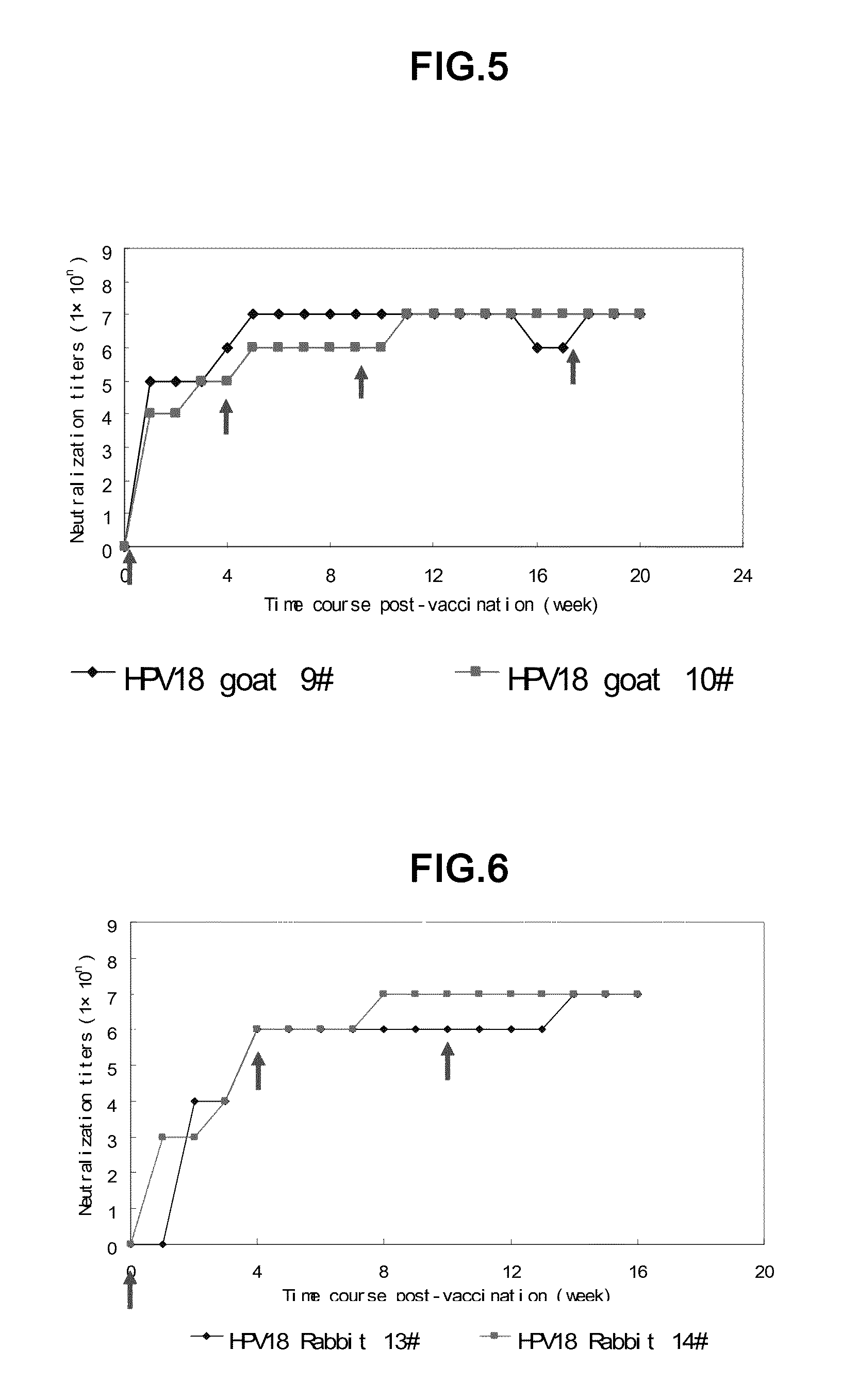 Truncated L1 protein of human papillomavirus type 18