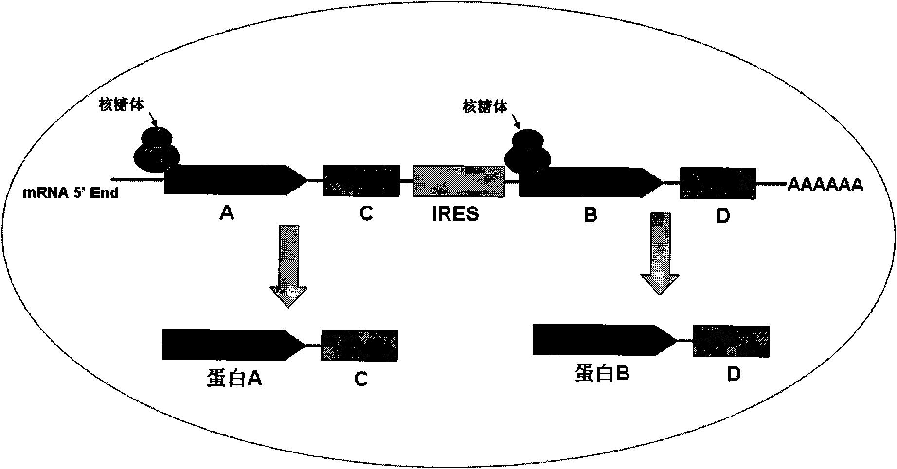 Method for marking bifluorescence protein molecule cell