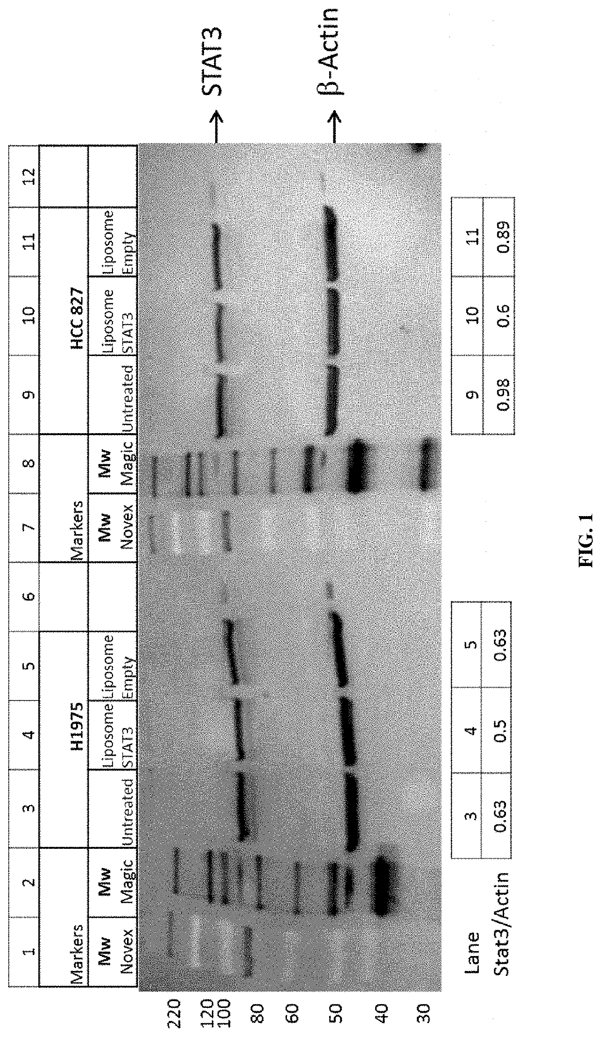 P-ethoxy nucleic acids for stat3 inhibition