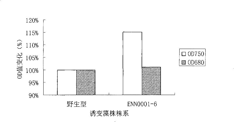 High-growth-rate Dunaliella tertiolecta obtained through ultraviolet mutation breeding