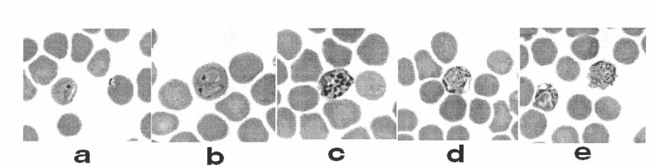 Quartan Plasmodium inui animal model and establishing method of the same