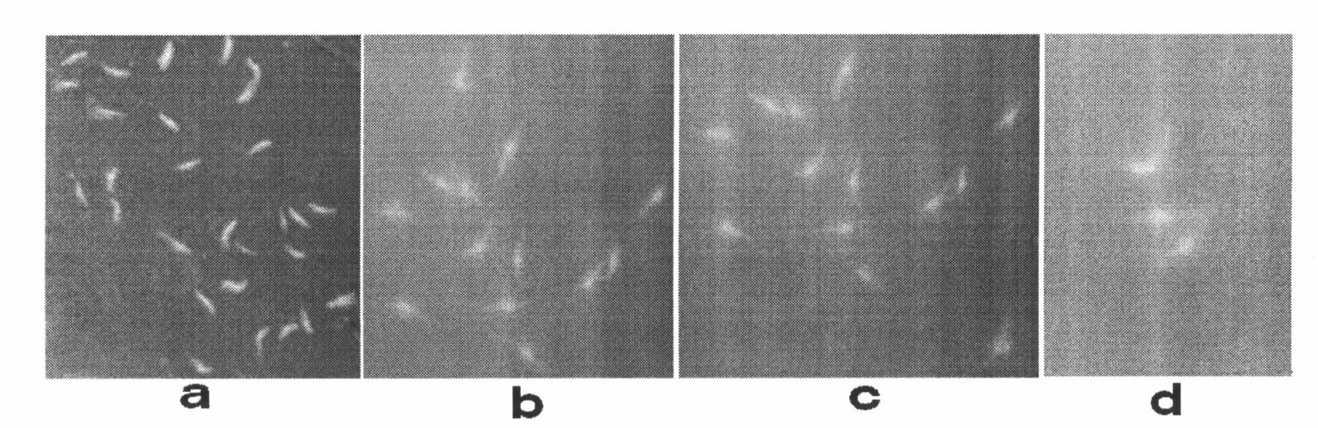 Quartan Plasmodium inui animal model and establishing method of the same