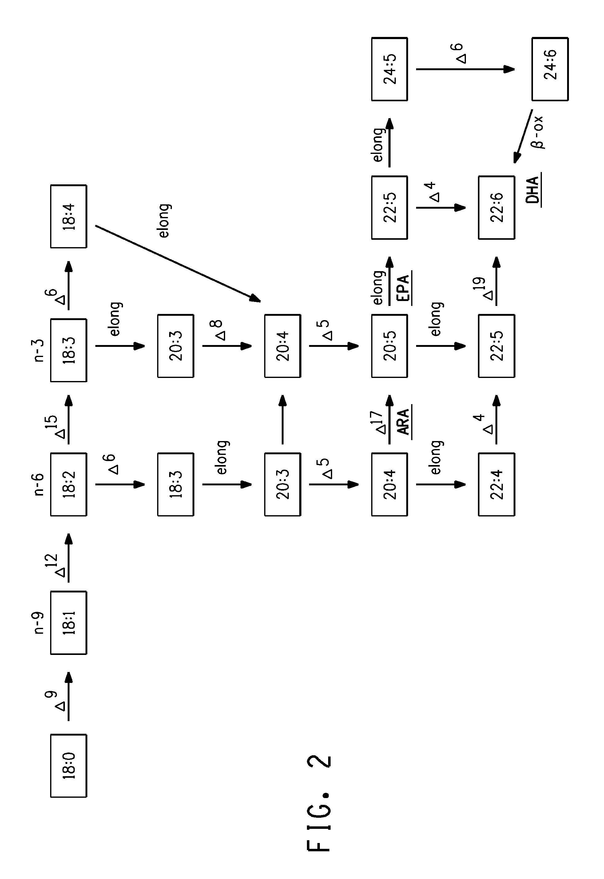 Production of Very Long Chain Polyunsaturated Fatty Acids in Oil Seed Plants