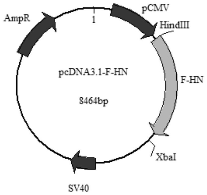 Fusion protein of chicken Newcastle disease virus and its preparation method, application and vaccine