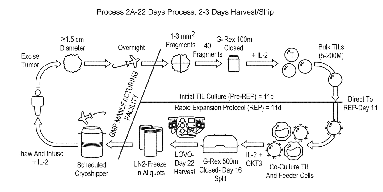 Processes for production of tumor infiltrating lymphocytes and uses of same in immunotherapy