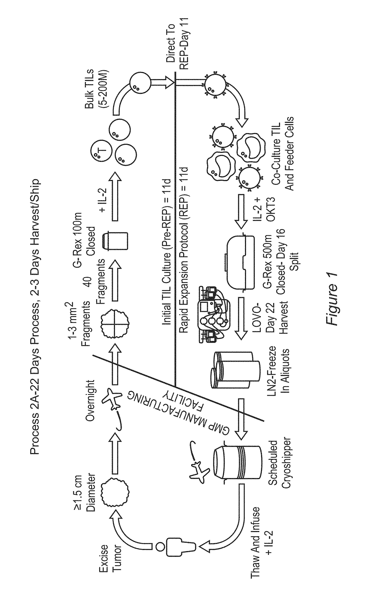 Processes for production of tumor infiltrating lymphocytes and uses of same in immunotherapy