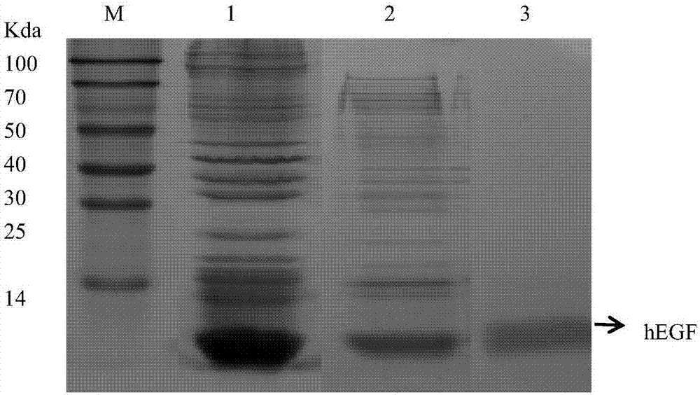 Human epidermal growth factor hEGF gene optimization sequence, method for preparing same and application of human epidermal growth factor hEGF gene optimization sequence