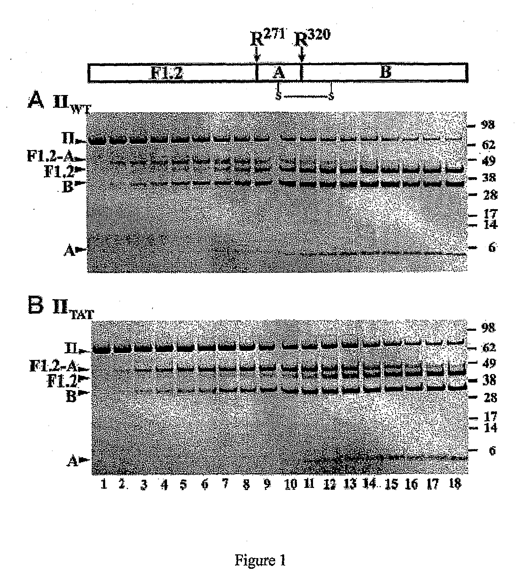 Compositions and methods for modulating hemostasis