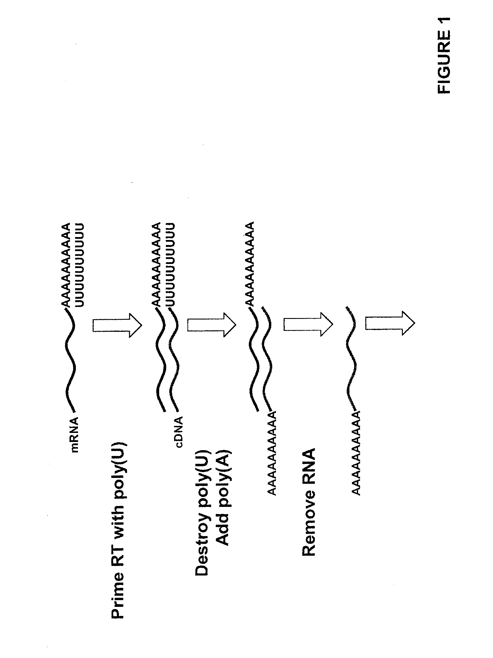 Methods for transcript analysis