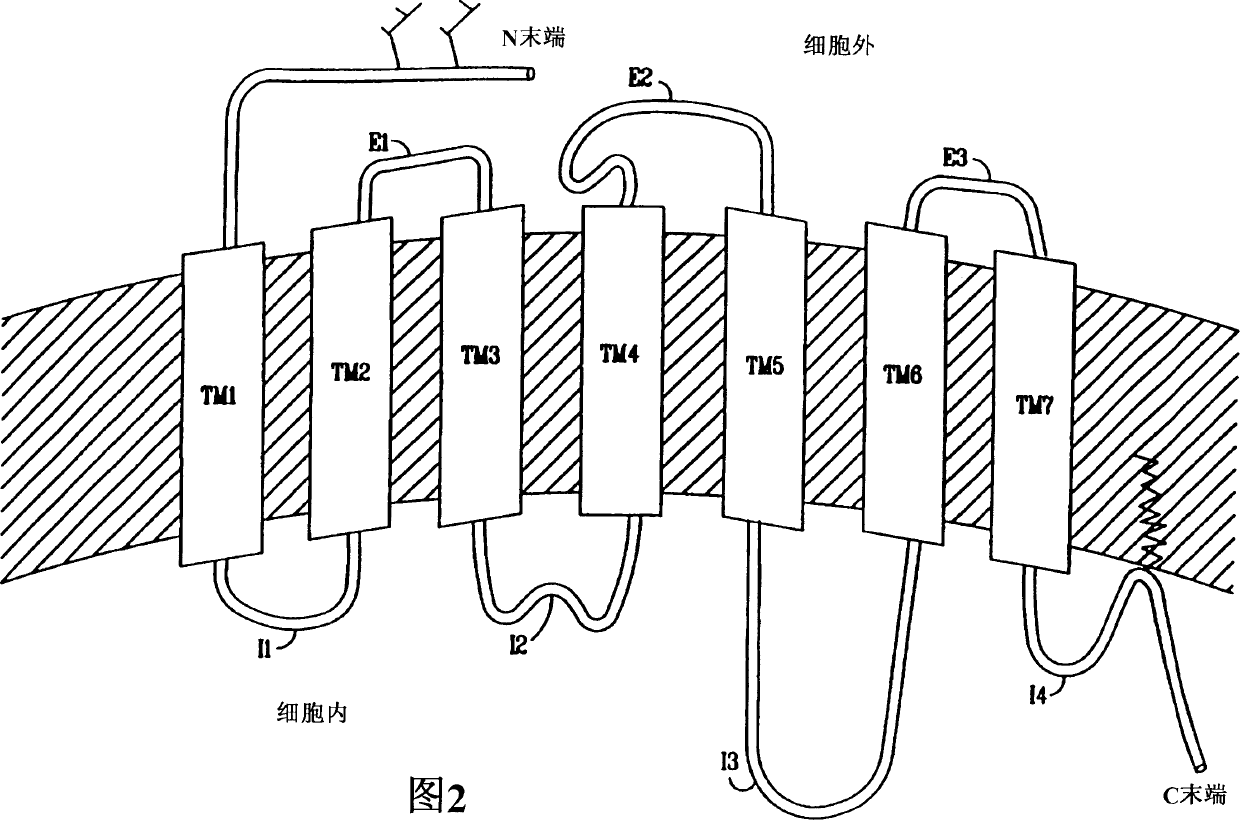 Pyrazole derivatives which modulate human 5-serotonin receptors