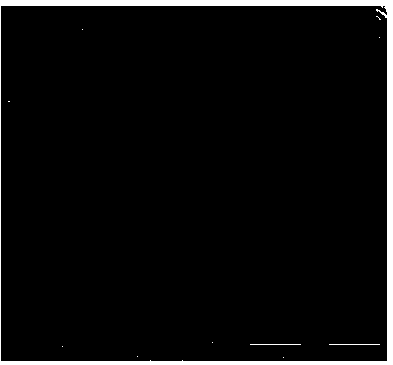 Preparation method for energy-storage composite material