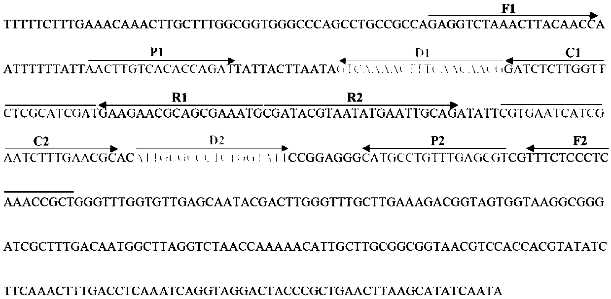 Method for detecting candida albicans by applying multi-crossing constant-temperature amplification combining nano bio-sensing technology