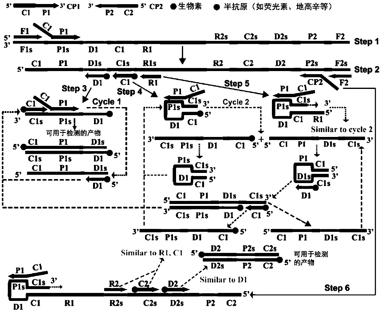 Method for detecting candida albicans by applying multi-crossing constant-temperature amplification combining nano bio-sensing technology