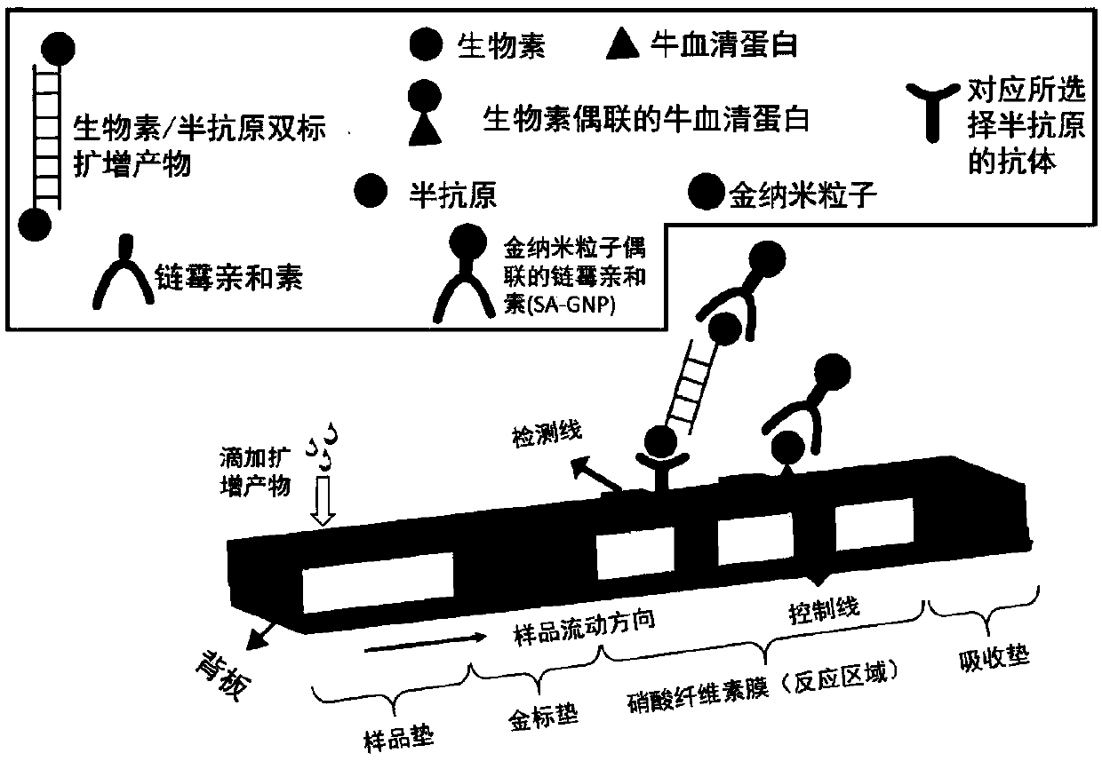 Method for detecting candida albicans by applying multi-crossing constant-temperature amplification combining nano bio-sensing technology