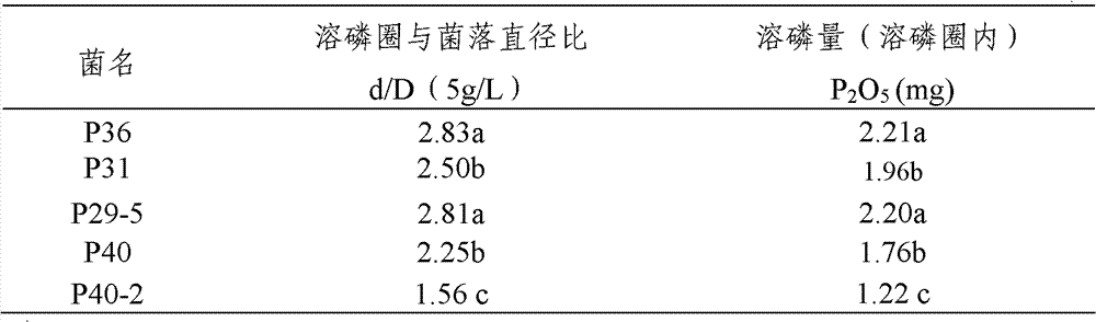 Efficient phosphorus-dissolution promotion bacteria, microbial agent prepared from same and application of microbial agent