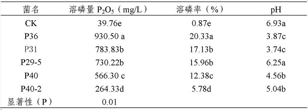 Efficient phosphorus-dissolution promotion bacteria, microbial agent prepared from same and application of microbial agent