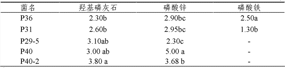 Efficient phosphorus-dissolution promotion bacteria, microbial agent prepared from same and application of microbial agent