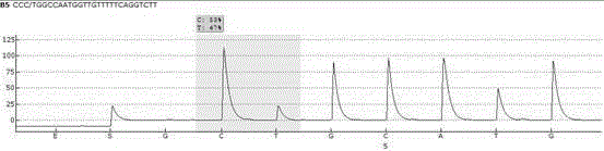 Primer pair and kit for detecting VKORC1 (vitamin K epoxide reductase complex subunit 1) genotyping by pyrosequencing