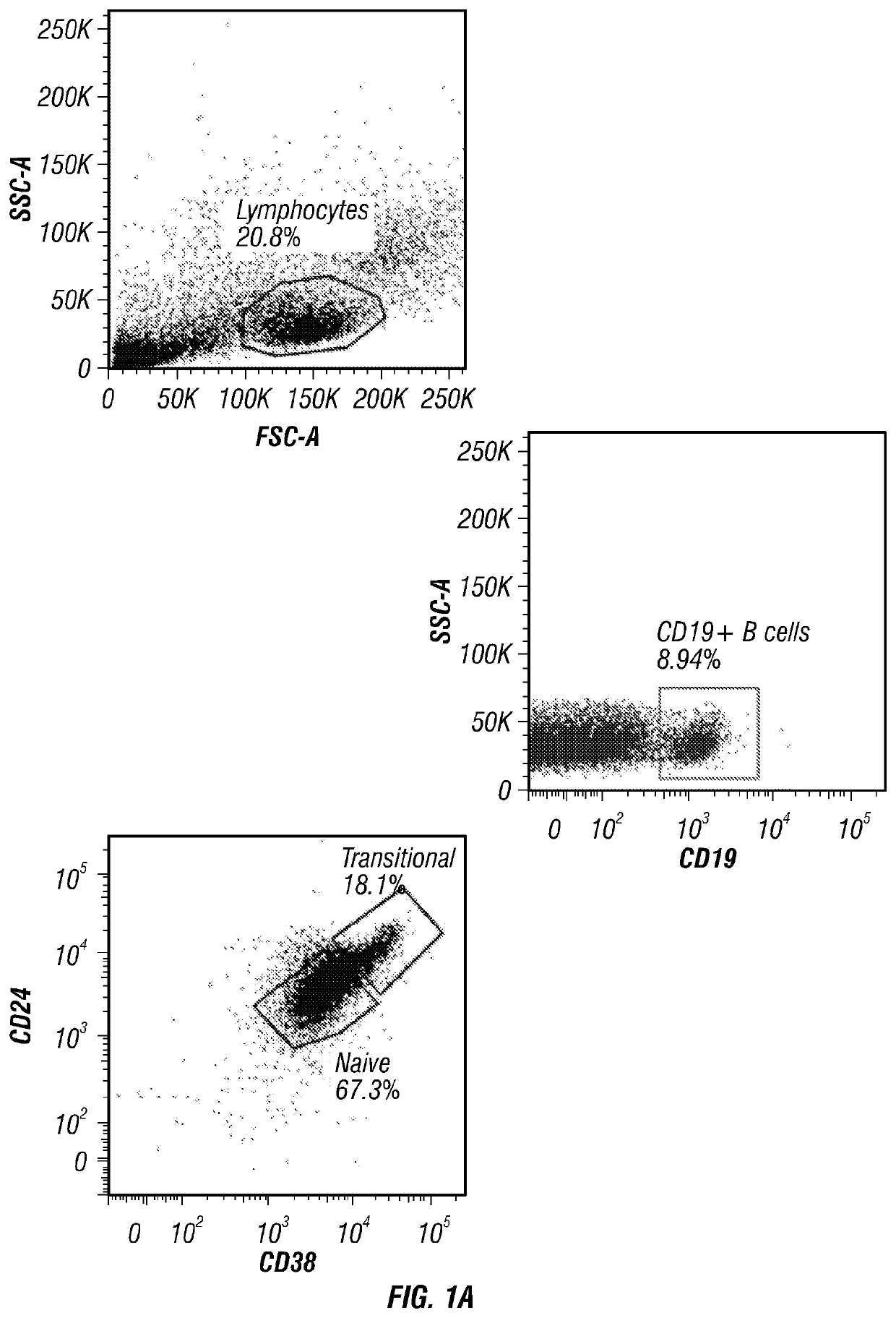 Regulatory b cells and uses thereof