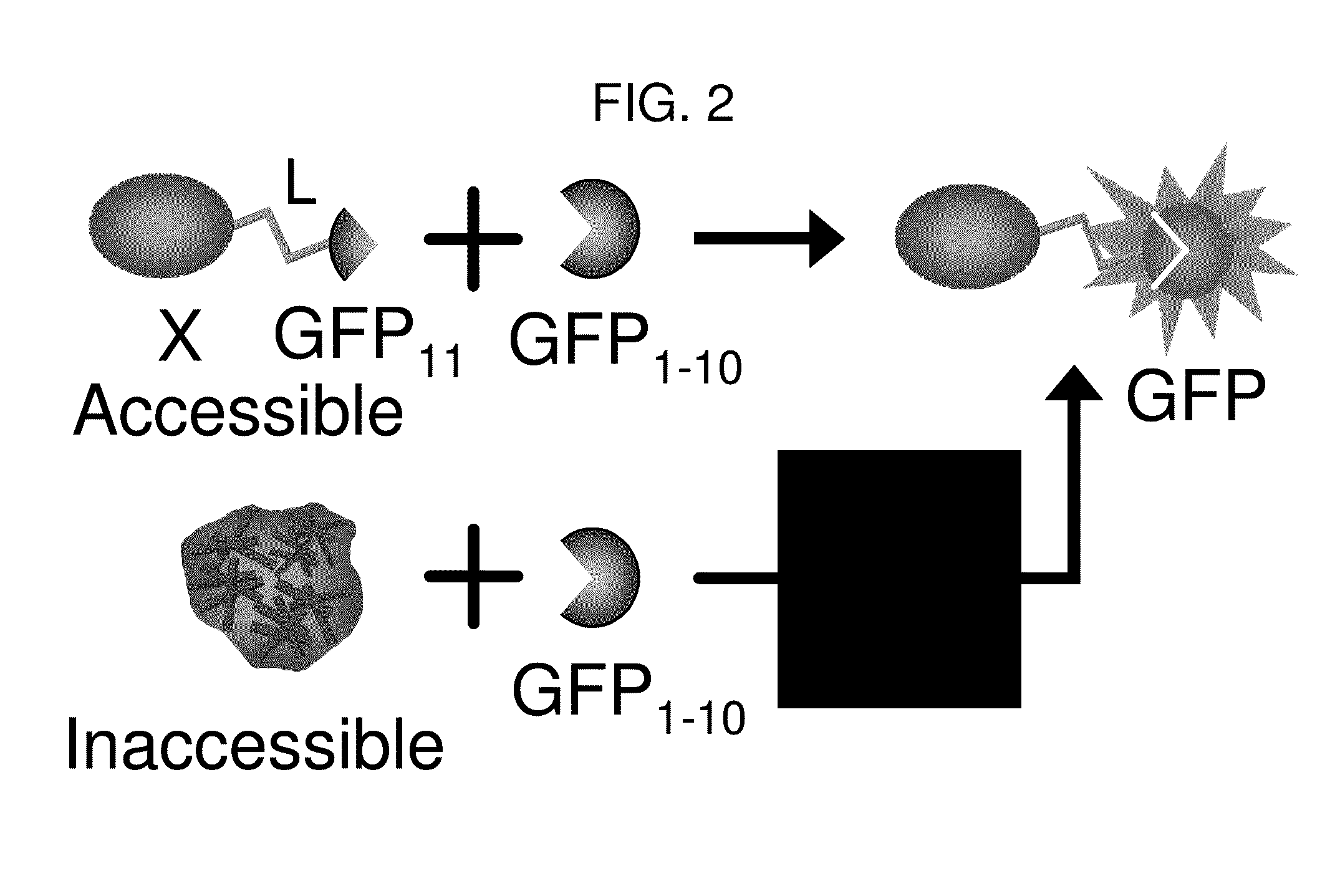 Nucleic acid encoding a self-assembling split-fluorescent protein system