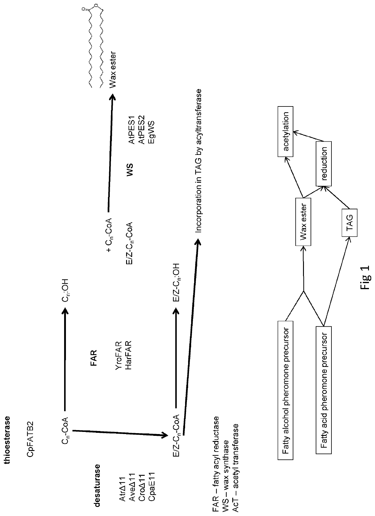 Production of Insect Pheromone Precursors in Plants