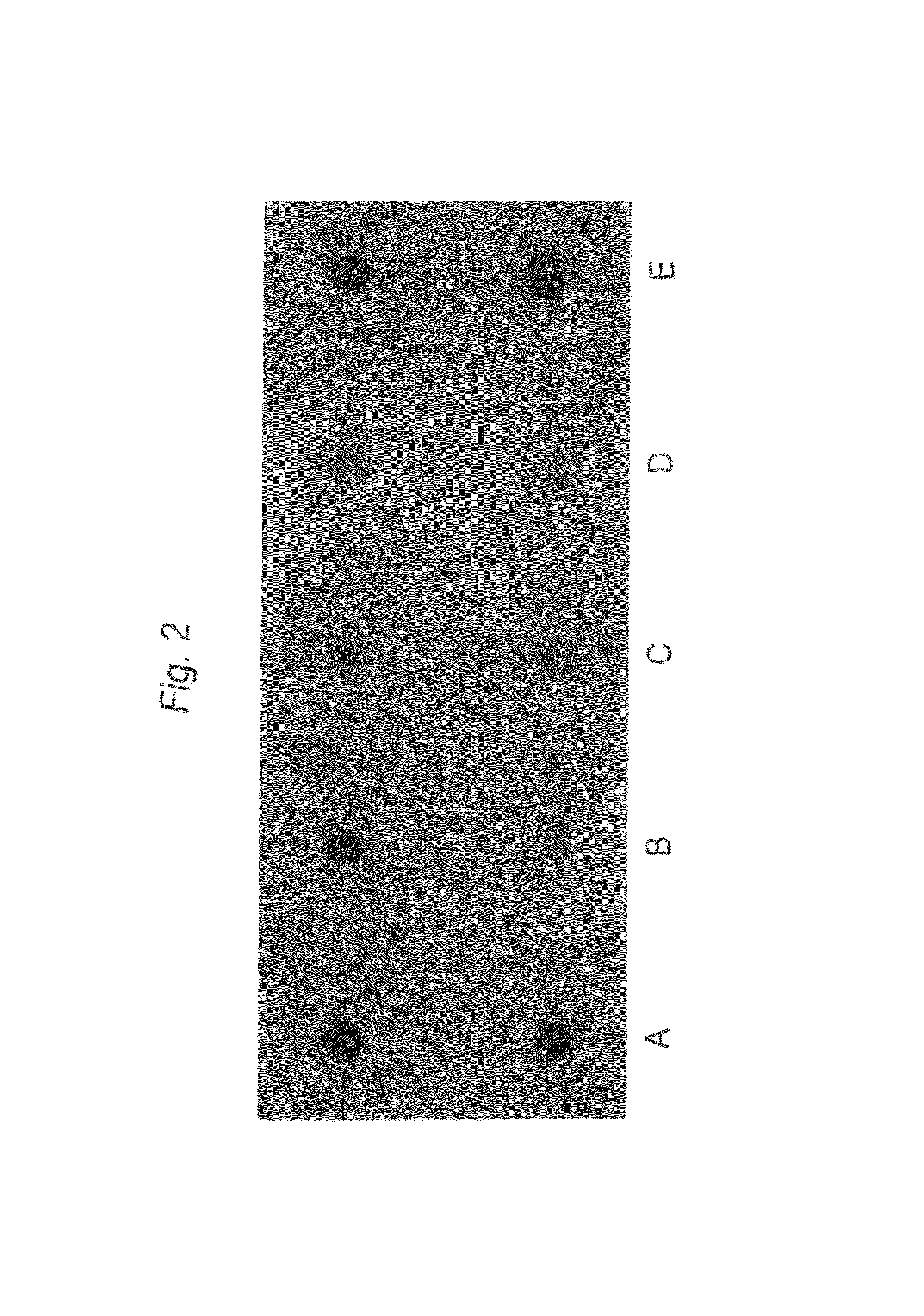 Synthetic LDL as targeted drug delivery vehicle