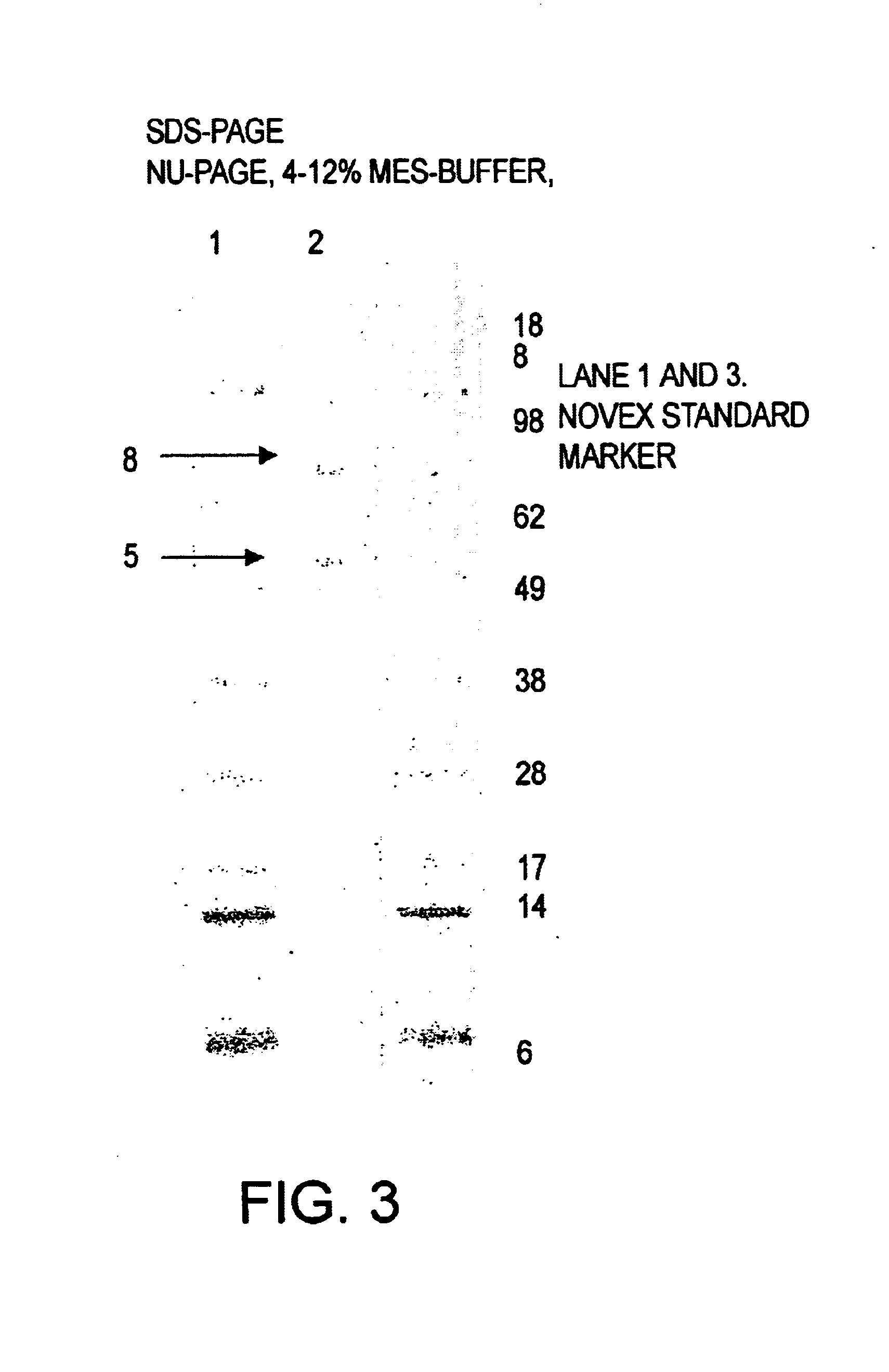 Method of improving dough and bread quality