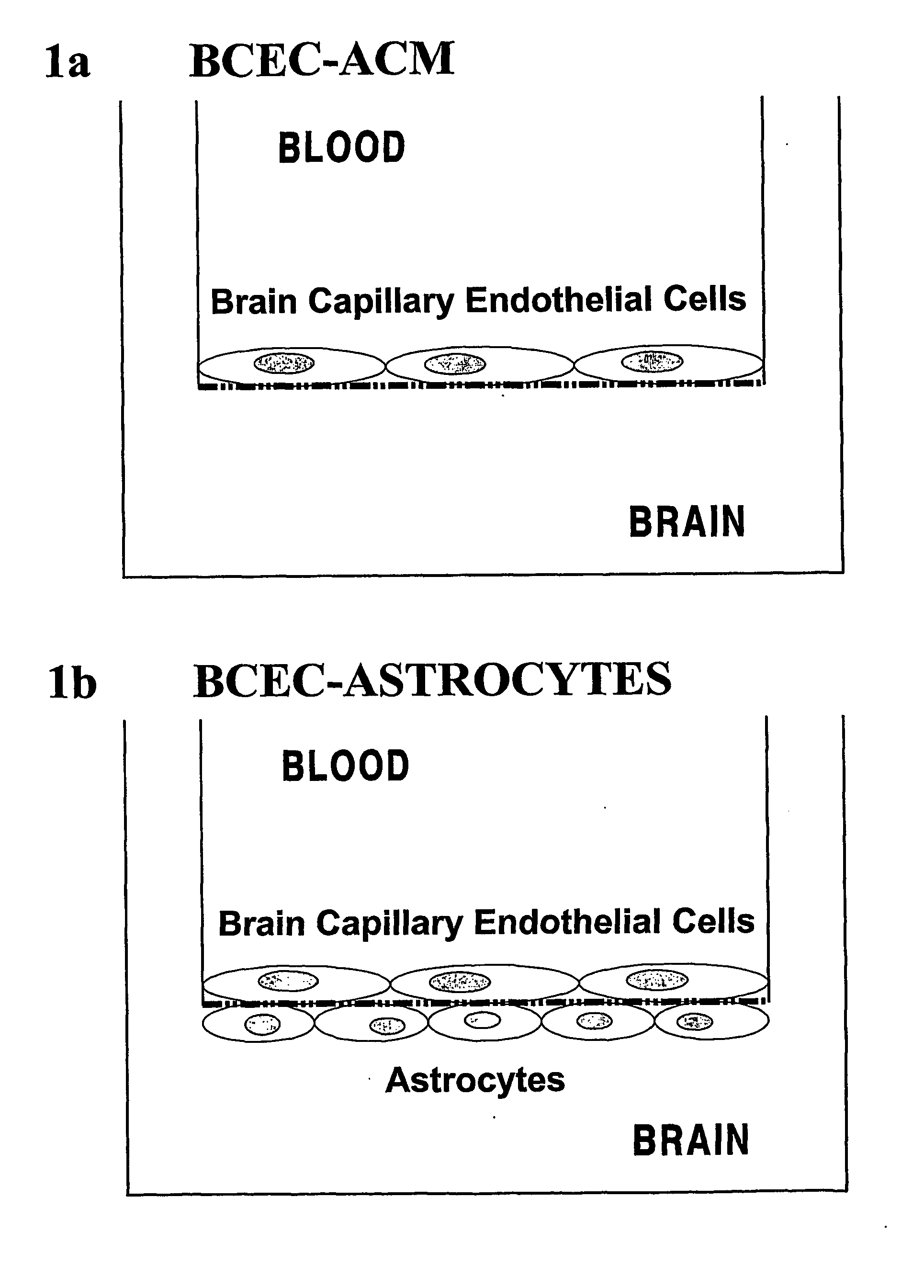 Differentially Expressed Nucleic Acids in the Blood-Brain Barrier Under Inflammatory Conditions